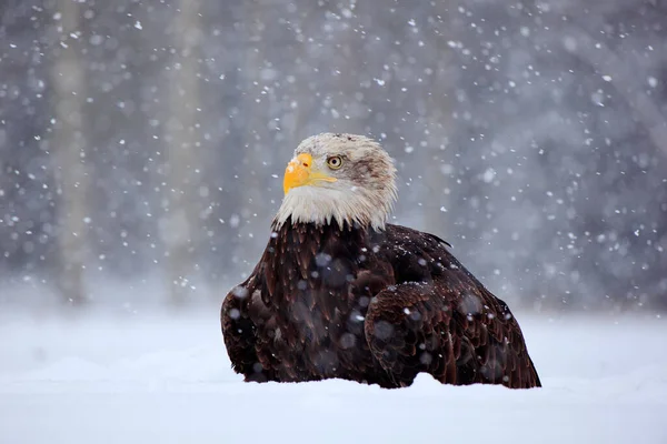 Лисий Орел Haliaeetus Leucocephalus Портрет Коричневого Птаха Білою Головою Жовтий — стокове фото