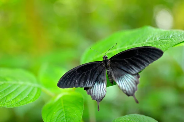 美丽的黑色蝴蝶 伟大的摩门教徒 蒲公英 栖息在绿枝上 昆虫栖息在自然界的栖息地 大自然的野生动物场景 — 图库照片