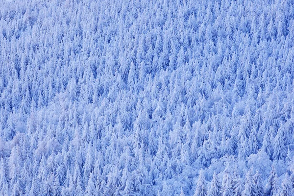 Rosa Morgenlicht Vor Sonnenaufgang Winterdämmerung Kalte Natur Wald Orlicke Hory — Stockfoto