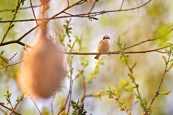 Penduline Tit Pêndulo Remiz Construindo Ninho Grama Árvore Perto Água — Fotografia de Stock