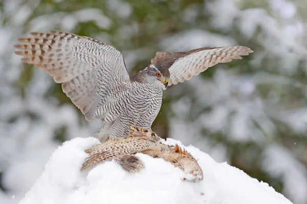 Winter Wildtiere Greifvögel Mit Fang Schnee Tierverhalten Wald Greifvogel Habicht — Stockfoto