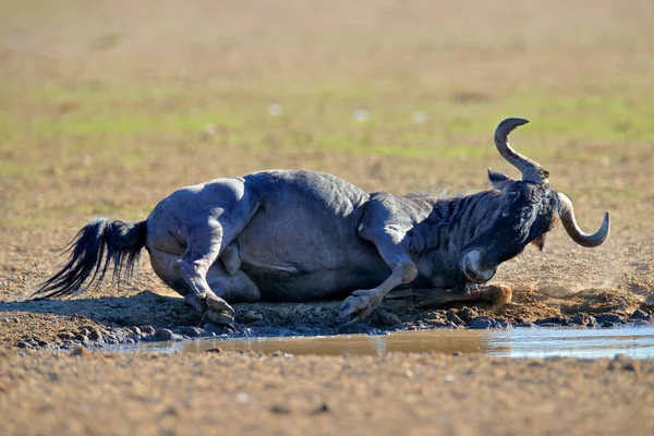 Wildebeest Vechten Blauwe Gnoes Connochaetes Taurinus Het Weitje Groot Dier — Stockfoto