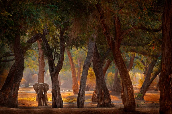 Слон Mana Pools Зимбабве Африке Большое Животное Старом Лесу Вечерний — стоковое фото