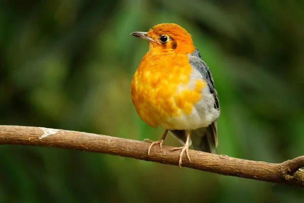 オレンジの頭を押すと Geokichla Zotheraシトリナ オレンジと黒のソングバード 鳥の木の枝 中国に座っている 自然生息地では珍しい鳥 アジアからの野生動物のシーン 生息地の動物 — ストック写真