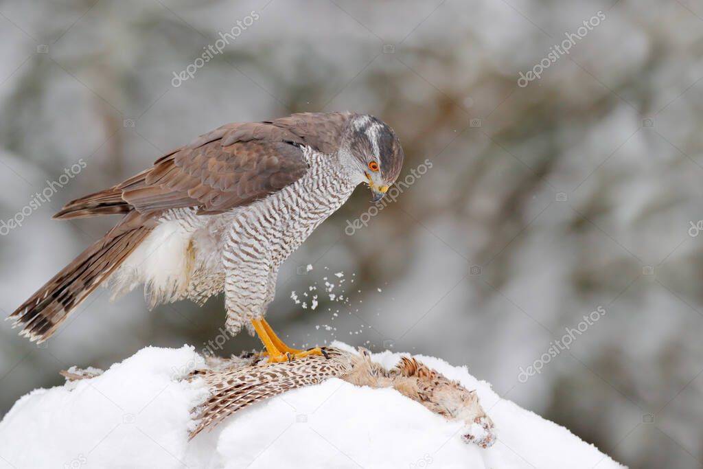 Winter wildlife, bird of prey with catch in snow. Animal behaviour in the forest. Bird of prey Goshawk with killed pheasant in the grass in green forest. Wildlife scene from nature, Germany.