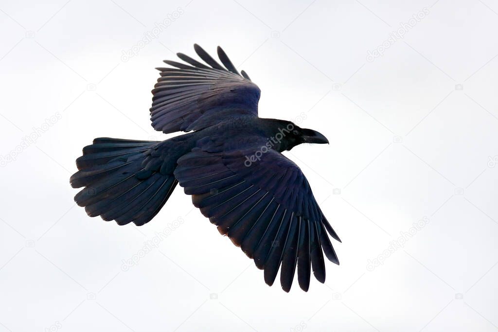 Raven flight, with catch in bill during winter, nature habitat, Japan. First snow with bird. Winter with big white black raven. Black bird fly in white snow.