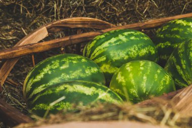 Bazı karpuz arabası saman üzerinde