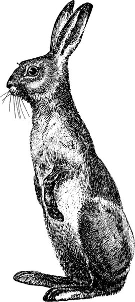 Винтажные изображения кролика
