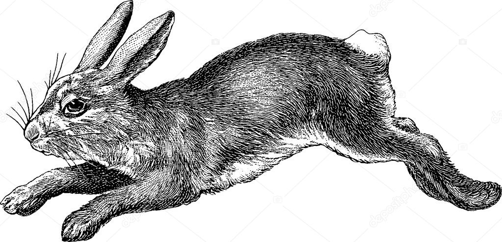 Vintage image rabbit