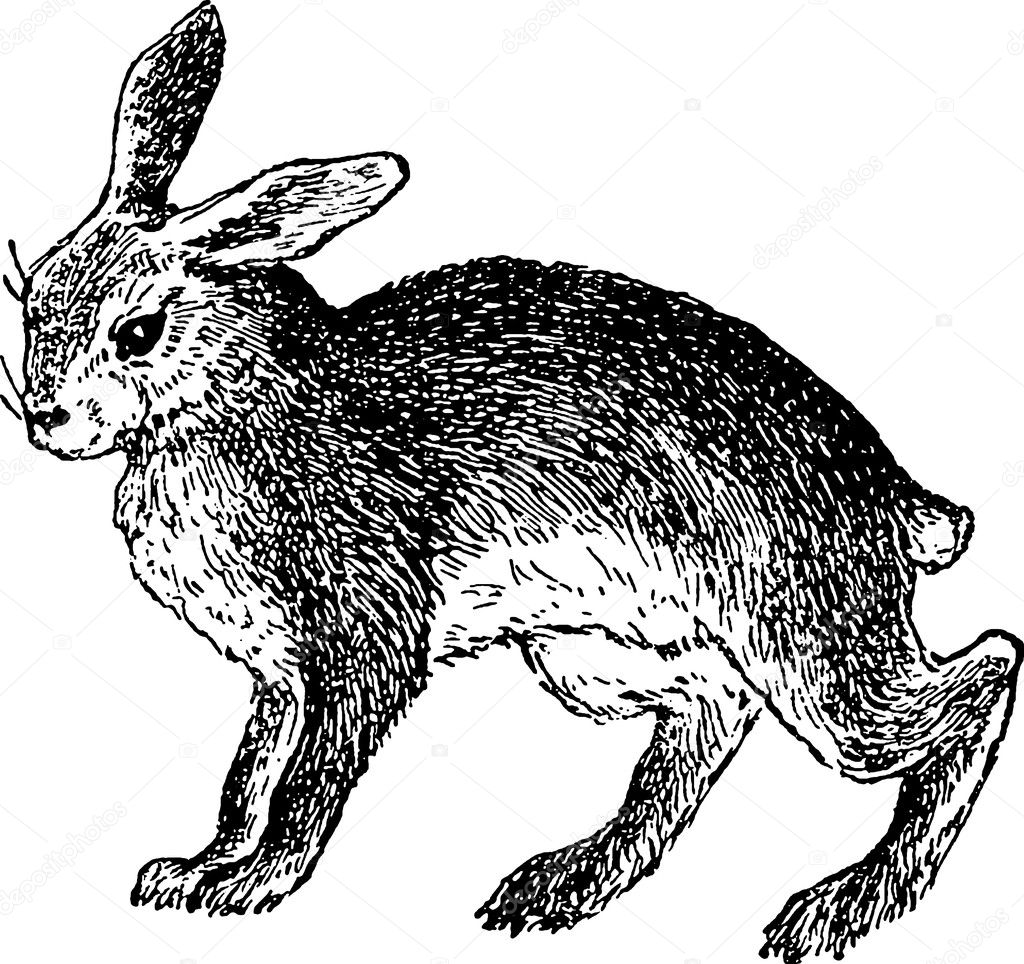 Vintage image rabbit Stock Illustration by ©unorobus.gmail.com #125391482