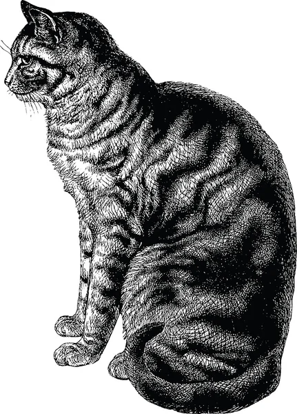 Vintage imagem gato — Fotografia de Stock