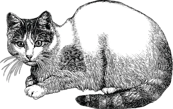 Марочні зображення кішка — стокове фото