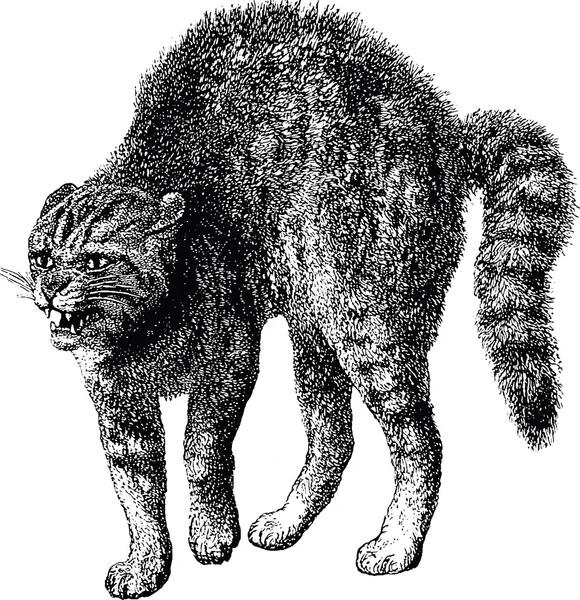 Винтажное изображение злой кошки — стоковое фото