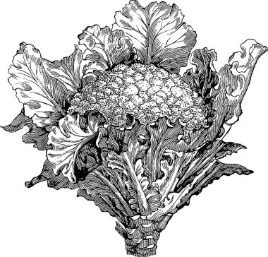 Vintage resim karnabahar