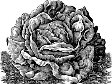 Vintage resim Salata marul