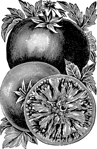 Марочні зображення томатний — стокове фото