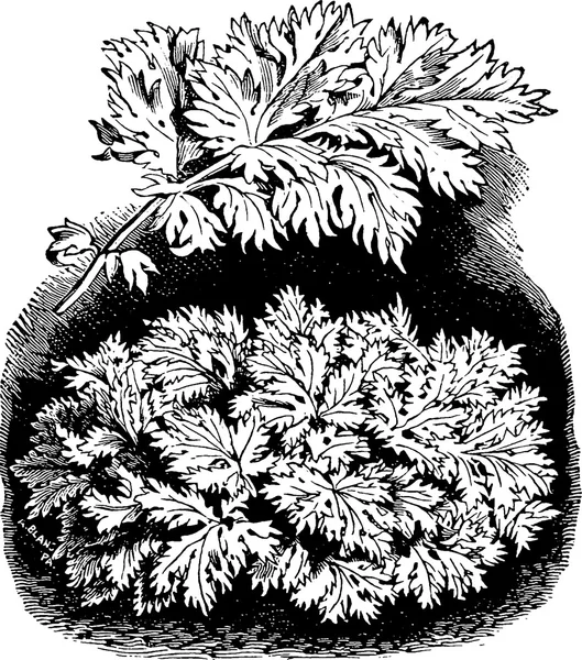 Vintage illustration parsley — Stock Photo, Image