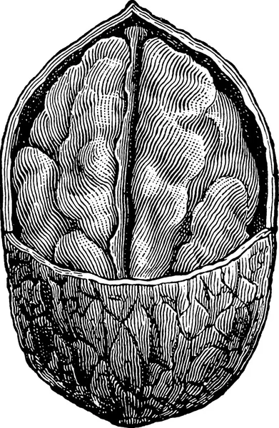 Винтажная картина грецкий орех — стоковое фото