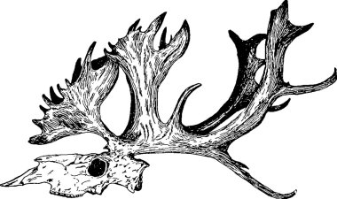 Vintage görüntü geyik kafatası