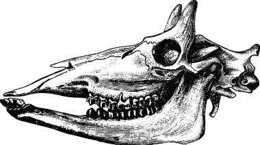 Vintage görüntü boğa kafatası