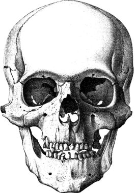 Vintage image human skull clipart