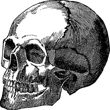 Vintage görüntü insan kafatası