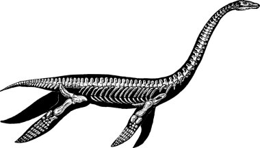 Vintage illustration plesiosaure skeleton clipart