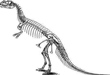 Vintage illüstrasyon tyrannosaurus iskelet