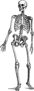 Vintage image human skeleton