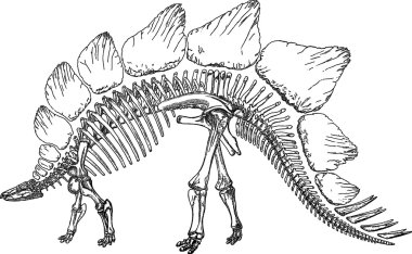 Vintage illüstrasyon stegozaurus iskelet
