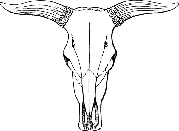 Vintage image bull skull — Stock Photo, Image