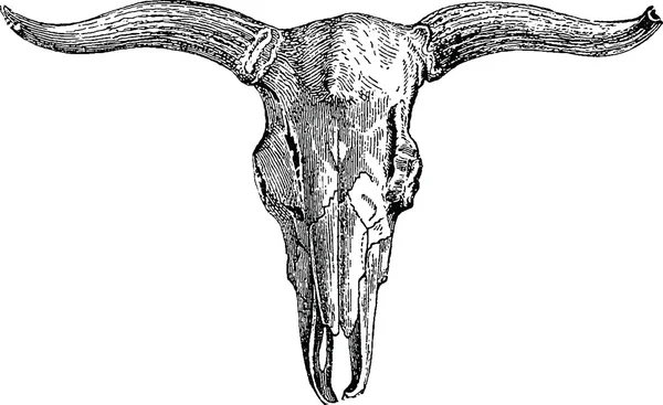 Cráneo de toro imagen Vintage —  Fotos de Stock