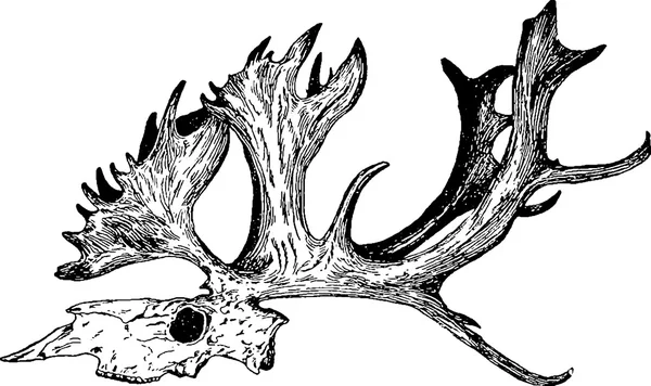 Vintage image moose skull — Stockfoto