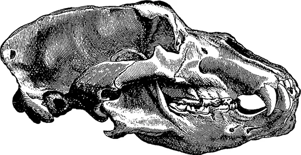 Vintage image bear skull