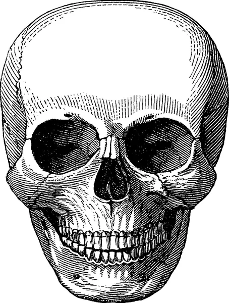 Vintage obraz ludzkiej czaszki — Zdjęcie stockowe