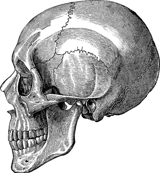 Image vintage crâne humain — Photo