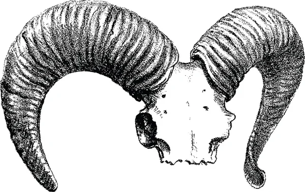 Vintage image sheep skull — Stock Photo, Image