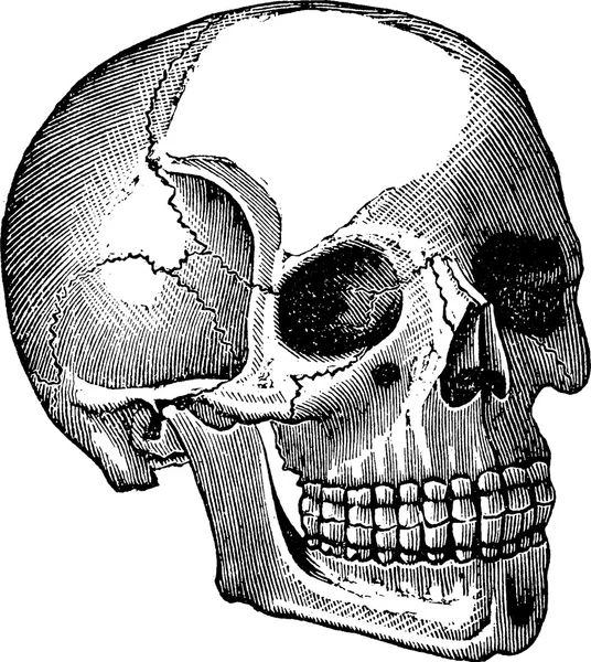 Вінтажне зображення людського черепа — стокове фото