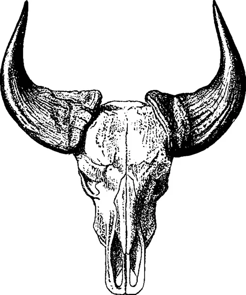 Vintage image bull skull — Stock Photo, Image