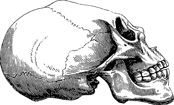 Imagen vintage cráneo humano —  Fotos de Stock