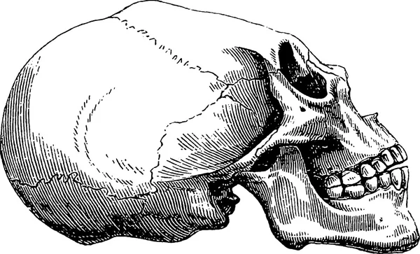 Вінтажне зображення людського черепа — стокове фото