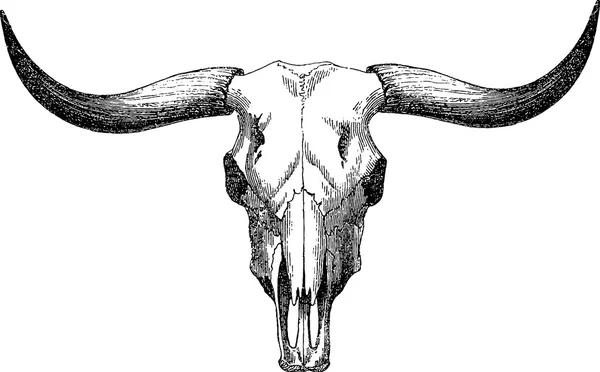 Винтажное изображение черепа быка — стоковое фото