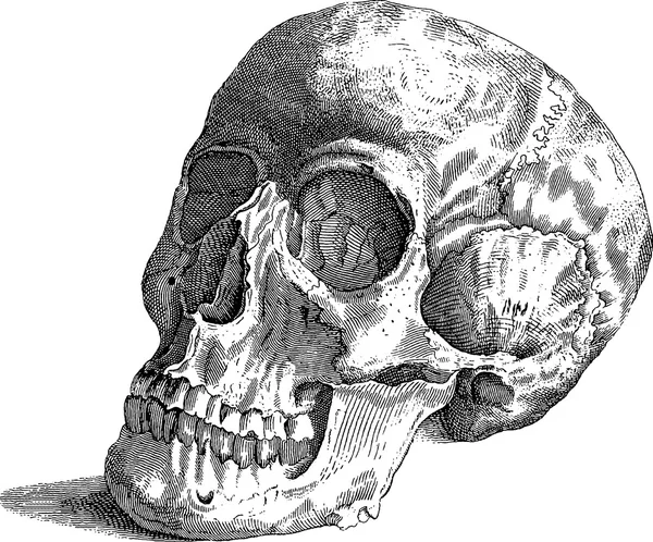 Вінтажне зображення людського черепа — стокове фото