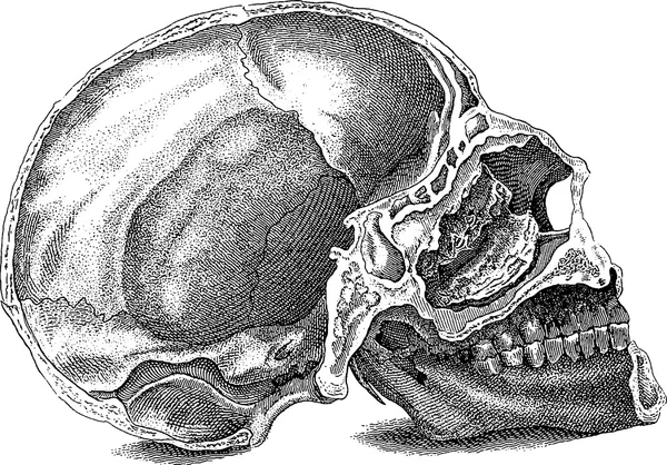 Vintage image human skull — Stock Photo, Image