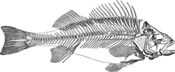 Imagem vintage esqueleto de peixe — Fotografia de Stock