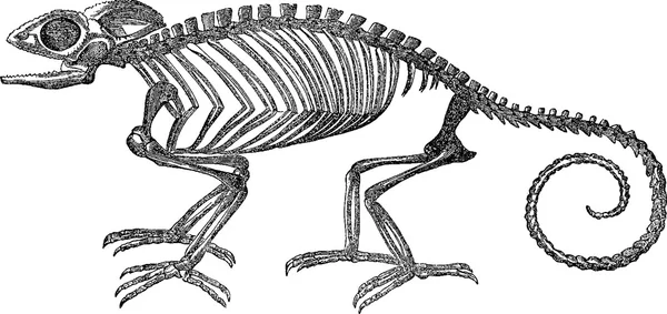 Винтажные изображения скелета хамелеона — стоковое фото