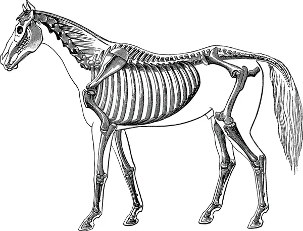 Imagem vintage esqueleto de cavalo — Fotografia de Stock