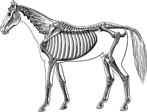 Vintage image horse skeleton — Stockfoto