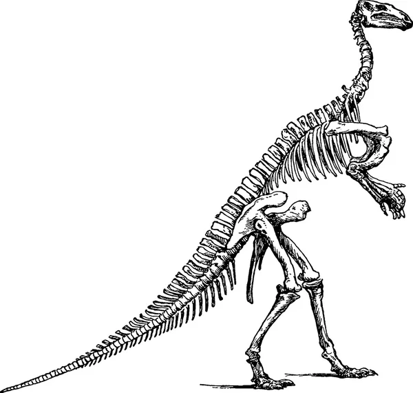 Vintage illustratie Iguanodontia skelet — Stockfoto