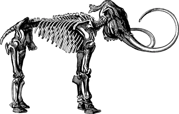 Vintage image mammoth skeleton — Stock Photo, Image